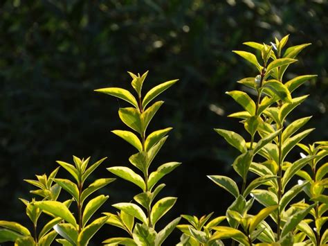 Zudem ist der wuchs durch einen regelmäßigen schnitt dichter. hecke schneiden Archive - Garten Mix