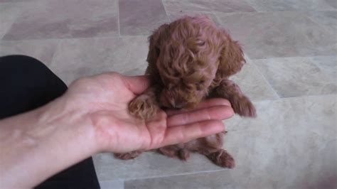Ruby's family says she is the best poodle and is quickly learning and well behaved. Red mini poodle puppies 5 weeks old - YouTube