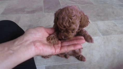 Boutique puppies offers healthy, happy, socialized teacup poodles, tiny toy poodles and toy poodles. Red mini poodle puppies 5 weeks old - YouTube