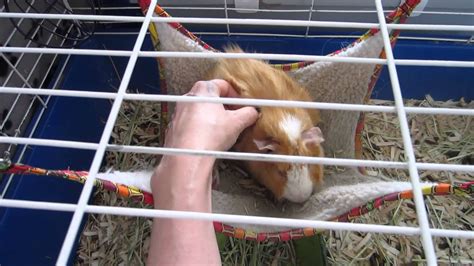 If your cavy is angry, the purring sound will be more high frequency and it will also seem unrelated. Sweet Baby Guinea Pig Purring In Hammock - YouTube