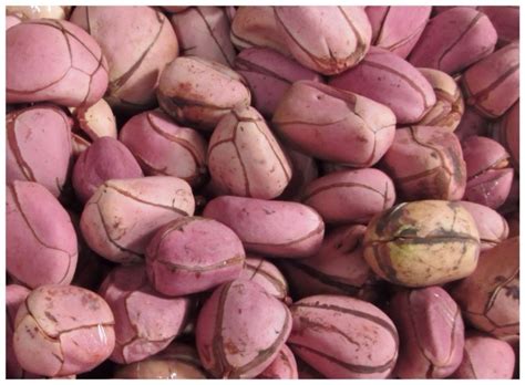 Other benefits includes treating cold. Kola Nut (Obi Abata): Uses and Benefits | Royac Shop