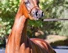 Maybe you would like to learn more about one of these? Padrons Psyche :: North Arabians