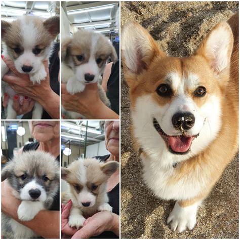 Find pembroke welsh corgi puppies and breeders in your area and helpful pembroke welsh corgi information. Mi corgo is a father https://ift.tt/36oQNaQ in 2020 | Cute puppies, Corgi dog, Corgi