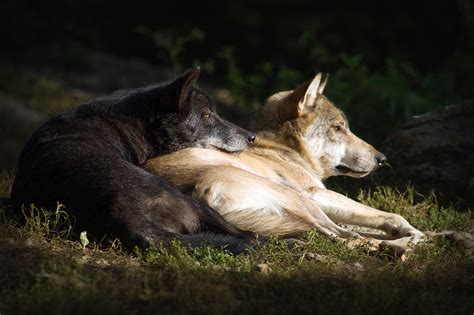 The only place to follow our black country derby coverage is on wolves tv and the wolves app from 5.15pm. White Wolf : Wolves Cuddling Together For Warmth Will Melt ...