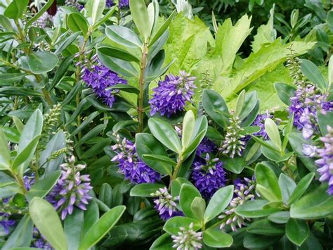 Inserirla tra le sempreverdi del proprio balcone permette perciò di avere fiori anche nei periodi più freddi, quando altre piante non fioriscono. Hebe - Hebe - Piante da Giardino - Hebe - Arbusti