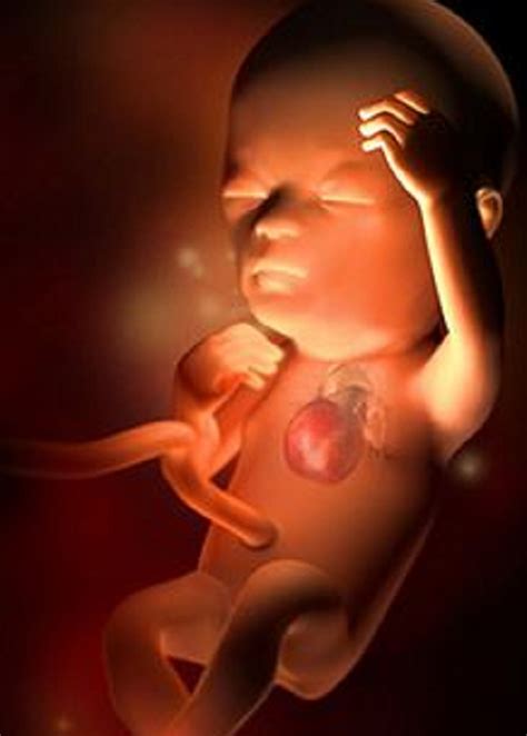Beberapa perkembangan organ pada janin tersebut. Terapi Janin: Kehamilan 3 Bulan