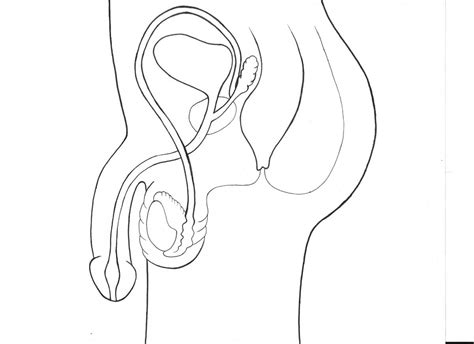They are static and rigid postures of which the outlines have been greatly simplified so that the body and its constituent parts arc better characterized. Female Reproductive System Drawing at GetDrawings | Free download