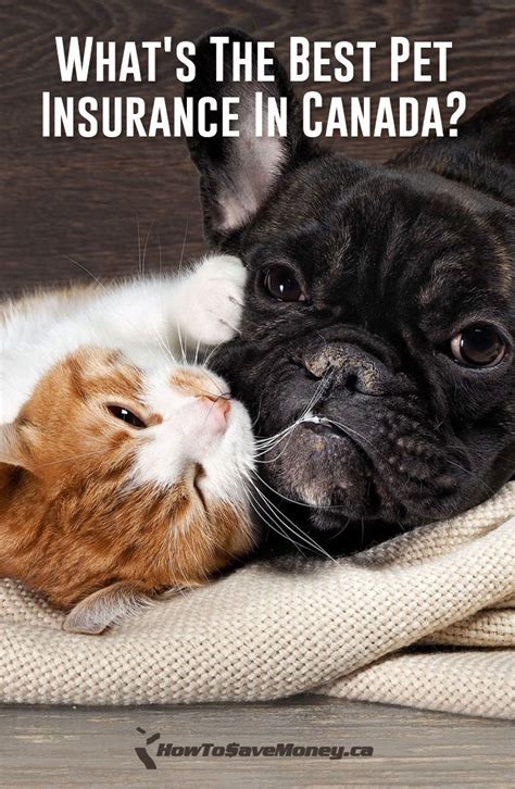 What's The Best Pet Insurance In Canada? | Best pet insurance