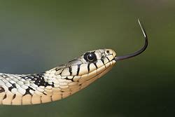 Det visade sig vara en livs levande liten orm som krälade upp ur avloppet i hennes hus i gräsås. Snok - Wikipedia