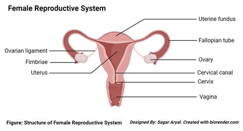 The reproductive system of a female produces gametes and allows her body to support a developing fetus. Female Reproductive System- Organs, Structure and Functions
