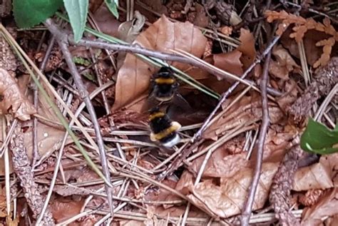 Hummeln gehören heutzutage leider ebenfalls zu den aussterbenden insekten. Eine wilde Ecke im Garten - Germeringer Honig