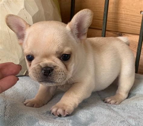 Enjoy our pictures & videos❤️😃 👇🏼 visit us online:👇🏼 poeticfrenchbulldogs.com. Cream Male French Bulldog: Yuki-SOLD - The French Bulldog