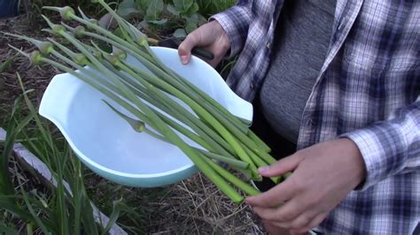 How To Make Garlic Scape Pesto - YouTube