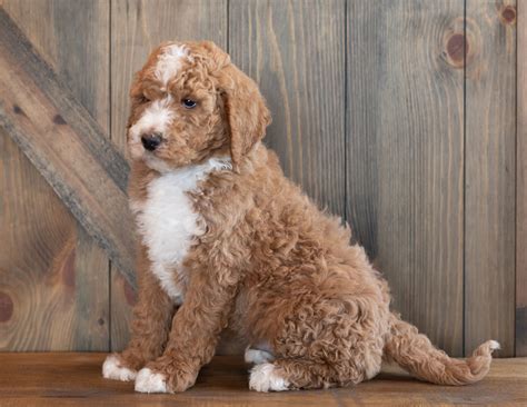 See more ideas about realistic drawings, drawings, pencil drawings. Mini Golden Doodle Coloring Pictures - The Merle Coat Color Explained- Aussiedoodle and ...