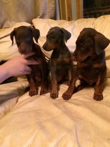Join millions of people using oodle to find puppies for adoption, dog and puppy listings, and other pets adoption. Doberman Pinscher puppy dog for sale in Lucasville, Ohio