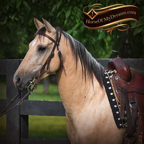 Discover horses for sale from trusted sellers. 002-Prince-AQHA-Buttermilk-Buckskin-Quarter-Horse-Gelding-For-Sale | Horse of My Dreams