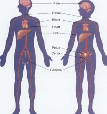 Image of urinary system major organs 16 photos of the image of learn useful names of human body parts in english with pictures and examples to improve and enhance your vocabulary words. Man Body Parts Name - Live Web Cam Naked