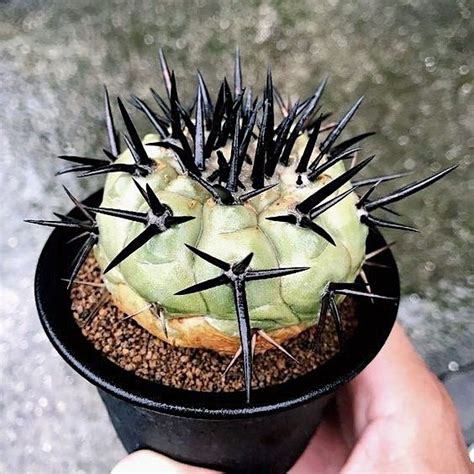 Spines can be soft or rigid, straight or curved, arranged in rows or scattered. copiapoa black spines - Google Search | Cactus flower ...