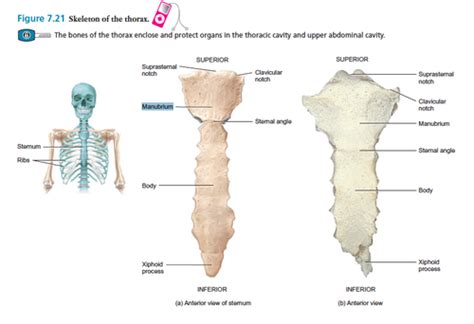 The rib cage surrounds the lungs and the heart, serving as an important means of bony protection for these vital organs. What Body Parts Are Under The Rib Cage - Rib Fracture Physiopedia / The muscles and connecting ...