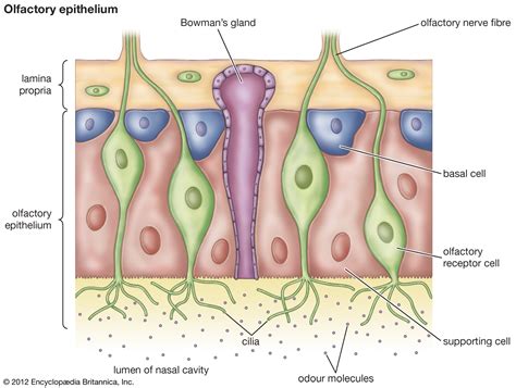 Nasal cavities, extending from the nares to the nasopharynx,. Olfactory system - Nervous pathways of smell | Britannica