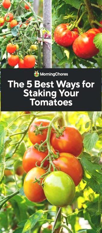 It might help to read the first few paragraphs of that post to understand the function of staking and whats involved. The 5 Best Ways to Stake Tomatoes in 2020 | Tomato plants ...