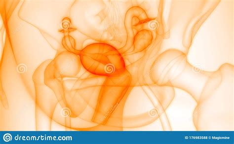 Check your internal organs health poster including two doctors cartoon characters and organs icon set. Female Internal Organs Reproductive System Anatomy Stock ...