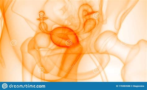 Check your internal organs health poster including two doctors cartoon characters and organs icon set. Female Internal Organs Reproductive System Anatomy Stock ...