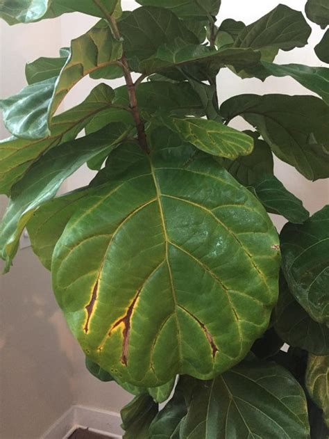 Most garden soils are suitable, but the fiddle leaf fig favours a your fiddle leaf fig will require a premium standard potting mix when planted indoors. Mature Fiddle Leaf Fig issues - Yellow veins, brown spots