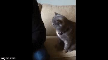 Save the exported gif if you want to share it,. Can I Has Petting? - Imgflip