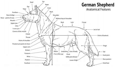 Every dog deserves the title of man's best friend. German Shepherd - Dog Breed Information and Facts | Dog ...