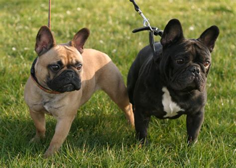 I hope you enjoy meeting some of our family and any new arrivals as much as we do. Tanzie Amberbull French Bulldogs Vancouver, BC