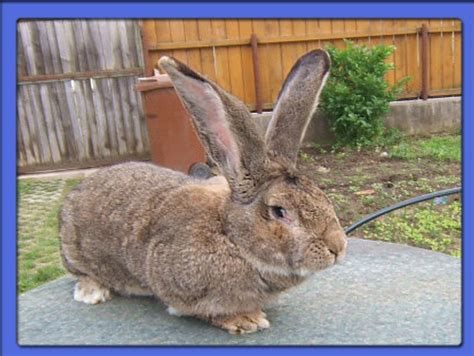 Amestec de cereale si granule pentru iepuri/fodder mixture for rabbits 06:35. Poze cu iepuri - alege iepurele de Pasti - iepuri frumosi ...