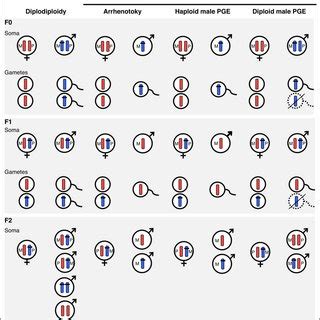 Intersexuality occurs whenever a human being has both male and female physical. Inter Vs Intrasexual Selection - Evolution, Microevolution, Speciation, Macroevolution ...