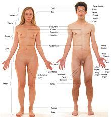 Using the 8hu or 7,5hu chart eases the perception of proportions! Human Anatomy - Wikisource, the free online library