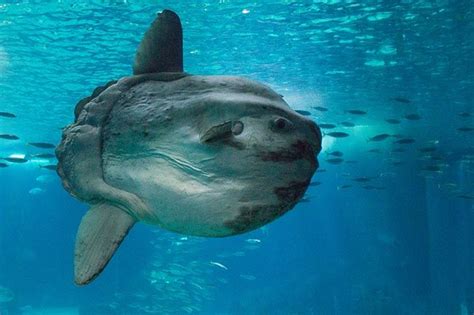 Animais ilustração digital peixe lua peixes fotos. Conhecendo Portugal - Oceanário de Lisboa | Animais de ...