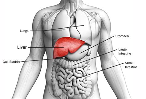 This particular organ is exclusive to the chordates and is absent in liver diagram. Liver - Location, Functions, Anatomy, Pictures, and FAQs