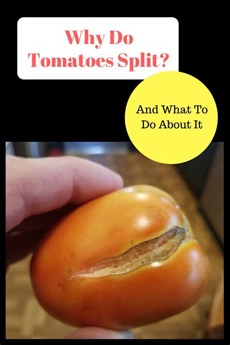 Read more now on gardener's cracked fruit on the vine: Why Do Tomatoes Split And What To Do About It | Gardening ...