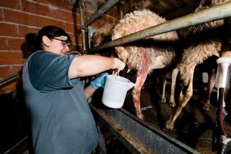 Camel milk has supported bedouin, nomad and pastoral cultures since the domestication of camels millennia ago. How Much Milk Does A Sheep Produce | Dairy Farming Hut