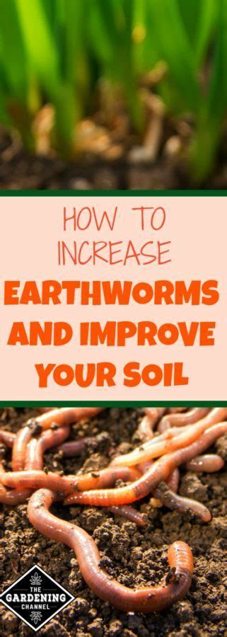 They say that every earthworm produces around 0,035 oz (1 gram) of manure per day. How to Increase the Number of Earthworms in Your Garden ...