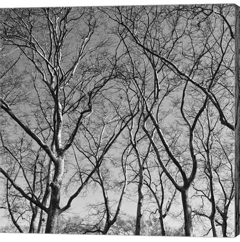 Find art for sale at great prices from artists including paintings, photography, sculpture, and prints by top emerging artists like erin clark. January Branches I by ErIn Clark Canvas Art