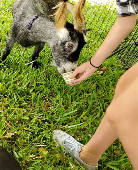 Cleaning up after the animals is provided by walking m farms. Petting Zoo Miami - Miami Petting Zoo Rental | Kids Party ...