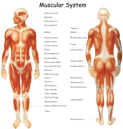 Learn all about human muscles and how they work. Basic Muscles Of The Body Gallery: Basic Human Muscles ...