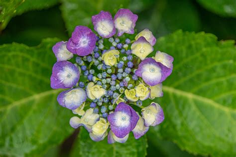 Wer genau schaut, entdeckt auch schon die ersten erdbeerblüten! in Nachbars Garten VII Foto & Bild | pflanzen, pilze ...