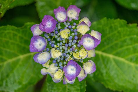 Juni 2018 ist der 49. in Nachbars Garten VII Foto & Bild | pflanzen, pilze ...