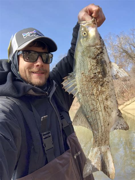 A verified traveler from cincinnati stayed at lakeview cabin close to bike/hiking trails, the allegheny river and more. Hybrid bass out of the Allegheny river in Pittsburgh ...