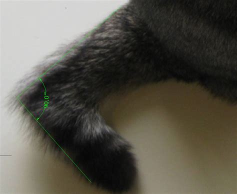 Cat with broken tail needs help! My Cat Has A Broken Tail What Do I Do - CatWalls