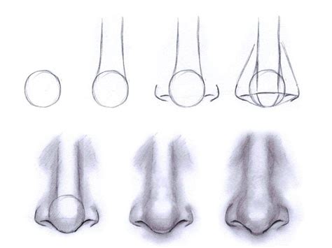 Also, a bridge line guides us to draw the side of the nose and of course, a circle for the tip of the nose. Drawing noses #drawing #artistry #drawingtips #howtodraw # ...