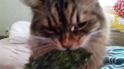 There are several types, and they generally contain many healthful minerals that are easy for the body to break down. Cat and dog love to eat seaweed... - YouTube