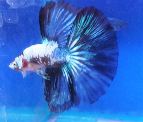 This fish is extremely popular in philippine markets, especially with the masses as they are relatively inexpensive and remarkably tasty. Betta sp ~ Indonesia Tropical Fish