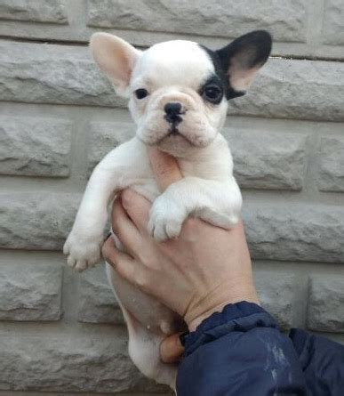 The french bulldog makes a great companion dog. View Ad: French Bulldog Puppy for Sale near Washington ...